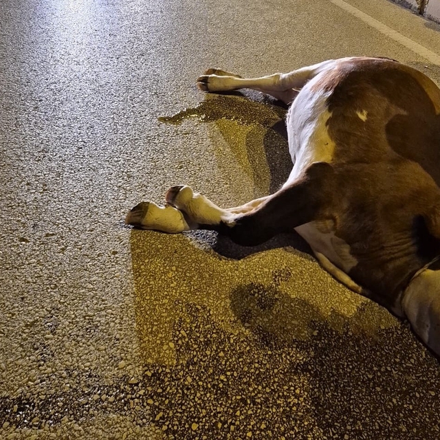 Motosikletin çarptığı inek öldü; kaza kamerada