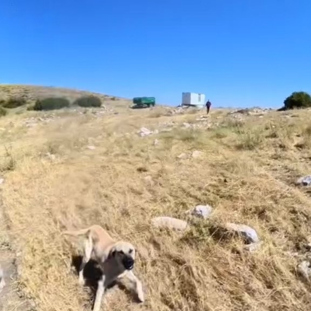 Aladağlar'da BASE Jump sporcusuna çoban köpekleri saldırdı