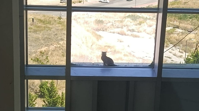 16 metre yükseklikte mahsur kalan kedi, kafes yöntemiyle kurtarıldı