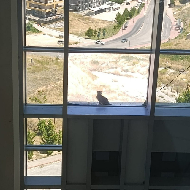 16 metre yükseklikte mahsur kalan kedi, kafes yöntemiyle kurtarıldı
