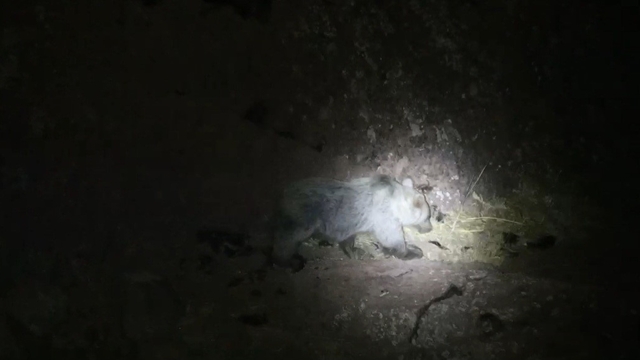 Tunceli'de gece kamerasında domuz ve ayı aynı anda görüntülendi