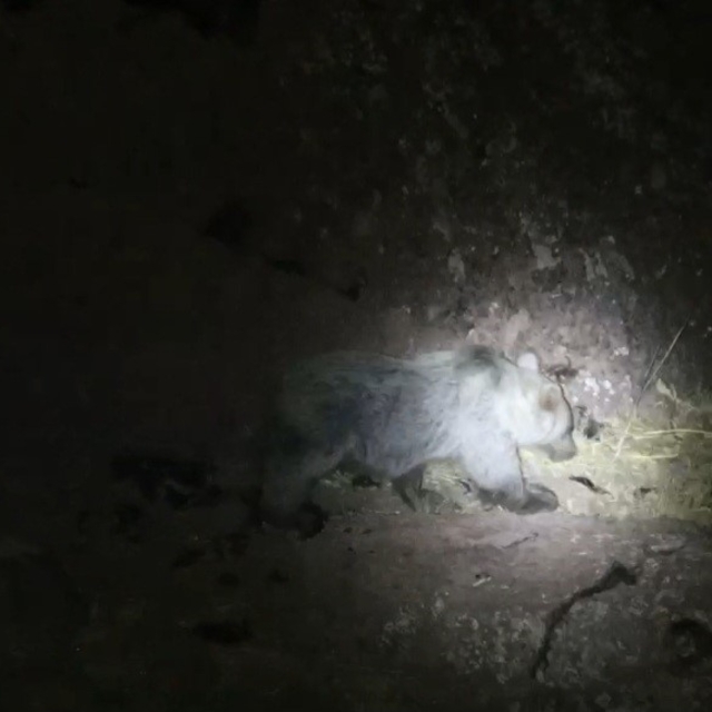 Tunceli'de gece kamerasında domuz ve ayı aynı anda görüntülendi