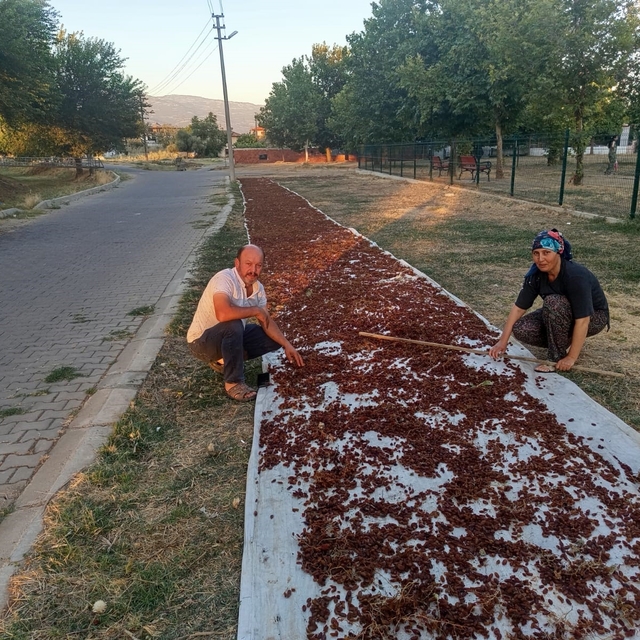 Sarıgöl'de sezonun ilk kuru üzümü çuvala girdi