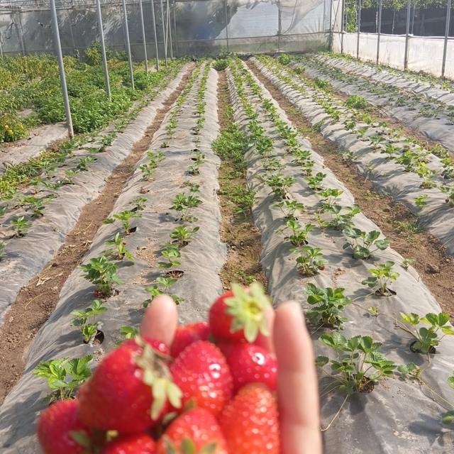 Üzümsü meyve bahçelerinde teknik kontrol yapıldı