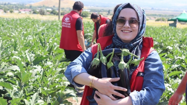 Gençlik merkezi gönüllüleri patlıcan hasadına katıldı