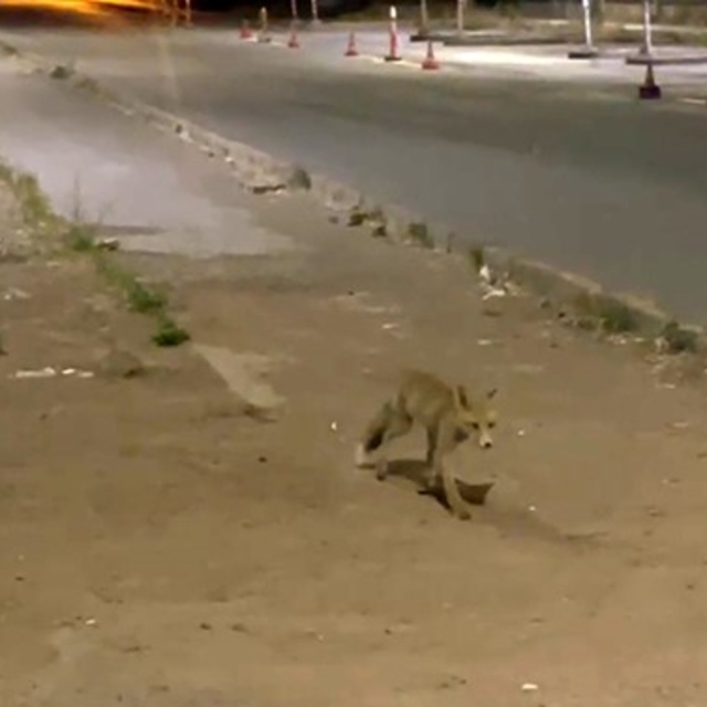 Sivas'ta kokoreçcinin müdavimi tilki, bazen orada yiyor bazen de 'paket yap...