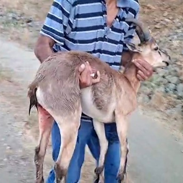 Elazığ'da bir şahıs, köpeklerin saldırdığı dağ keçisini kucağında taşıdı
