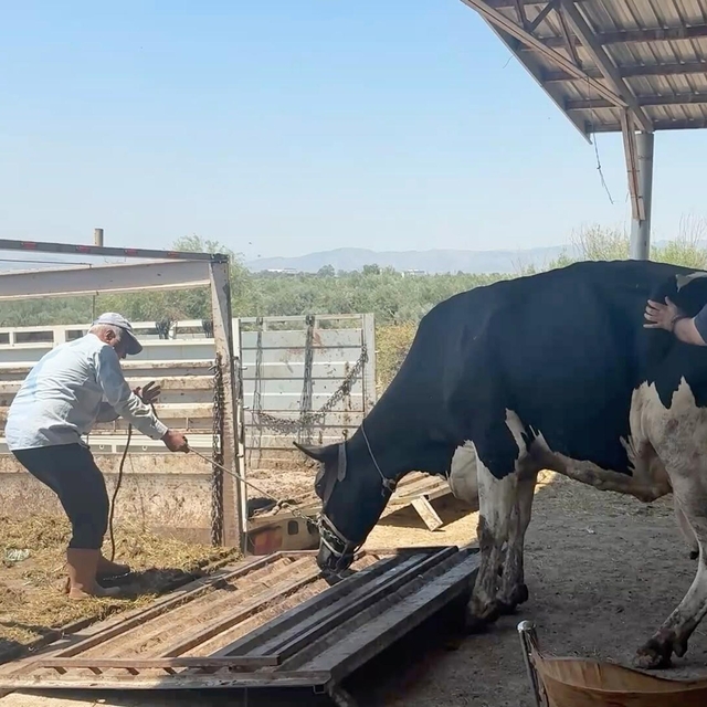 Aydın'daki orman yangını 3'üncü gününde (3)