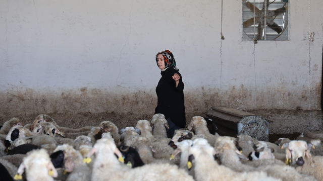 Elazığlı kadın girişimci devlet desteğiyle 500 başlık çiftlik kurdu