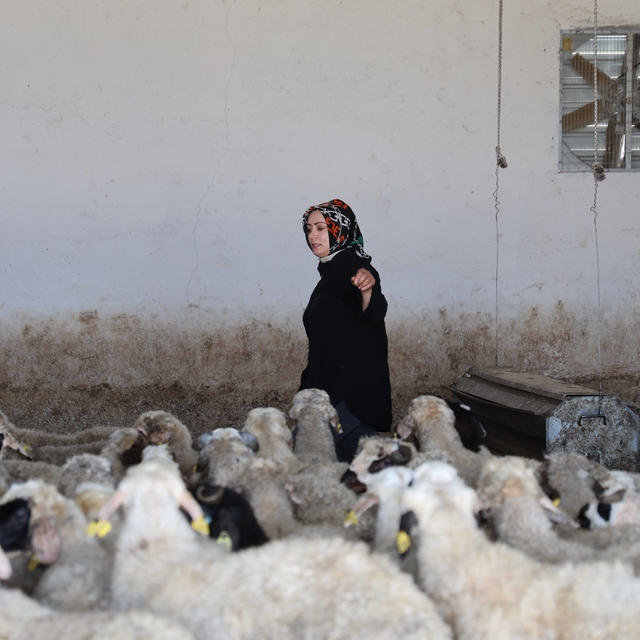 Elazığlı kadın girişimci devlet desteğiyle 500 başlık çiftlik kurdu