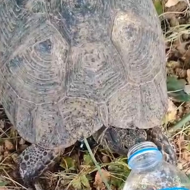 Susayan kaplumbağaya vatandaş eliyle su içirdi