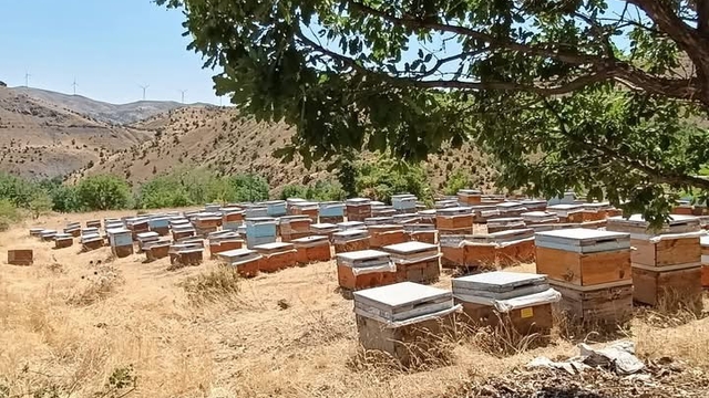 Diyarbakır'da bal sağımı başladı