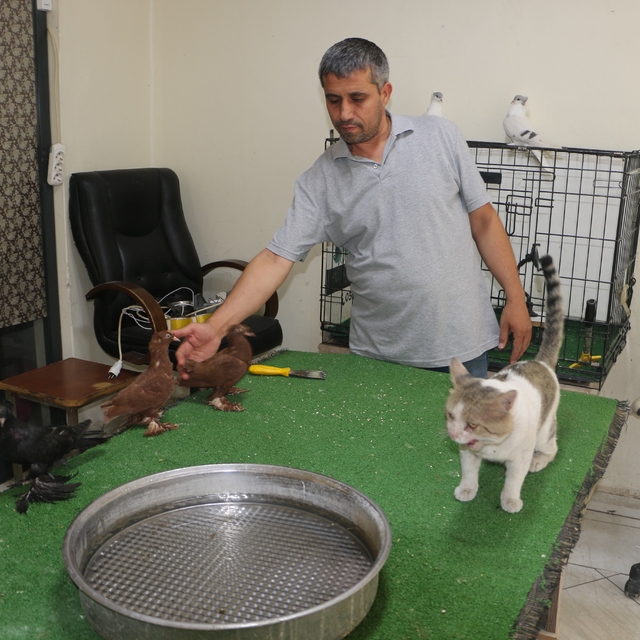 Milyonluk güvercinleri 'azılı düşmanları' koruyor