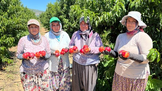 İznikli nektarin üreticisinden fiyat tepkisi
Tarlada 10-15 TL, markette 100 TL