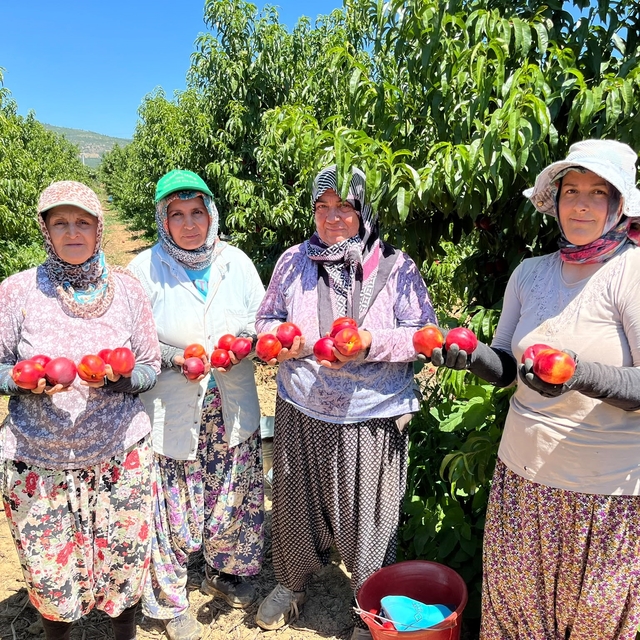İznikli nektarin üreticisinden fiyat tepkisi
Tarlada 10-15 TL, markette 100...