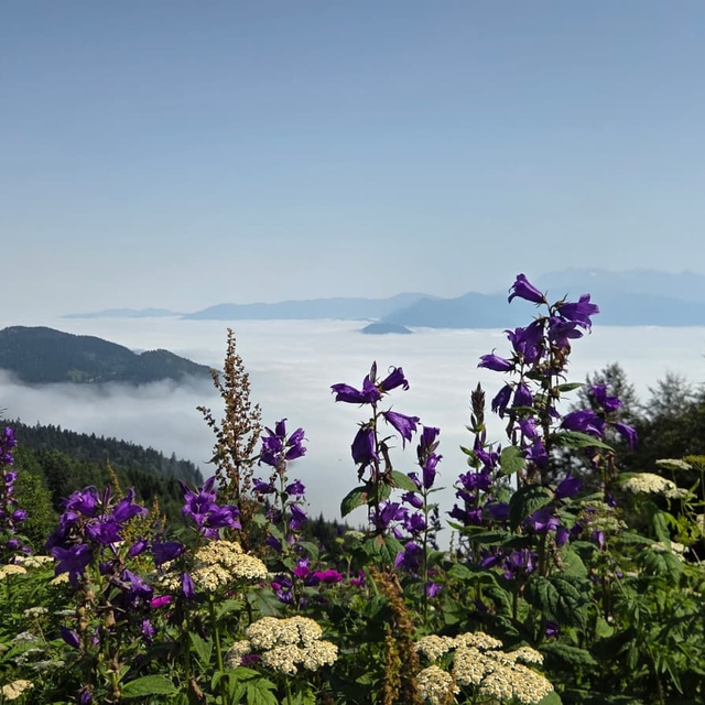 Artvin'de sis bulutu dronla görüntülendi