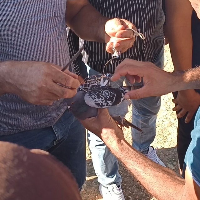 Şahin tuzağına yem amaçlı bağlanan güvercini vatandaşlar kurtardı