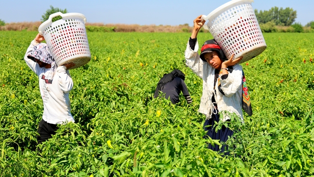 Tarım işçilerinin sıcakta ekmek parası mücadelesi
Tarım işçileri kavurucu sıcakta günlük bin 250 liraya çalışıyor
Gün doğmadan tarlaya giriyorlar, akşama kadar yüzlerce kasa biber topluyorlar