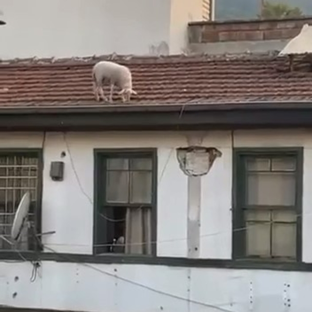 Çatıdaki koyunu görenler telefonuna sarıldı
Koyun çatıya çıktı, ilginç anla...