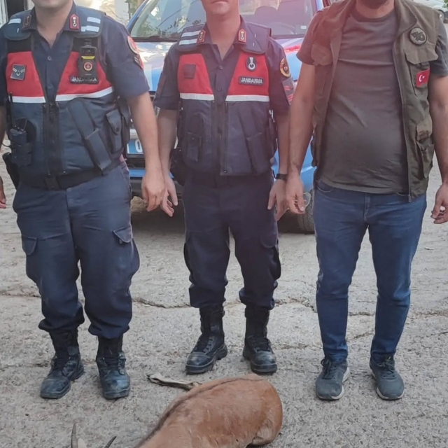 Yaralı dağ keçisini jandarma kurtardı