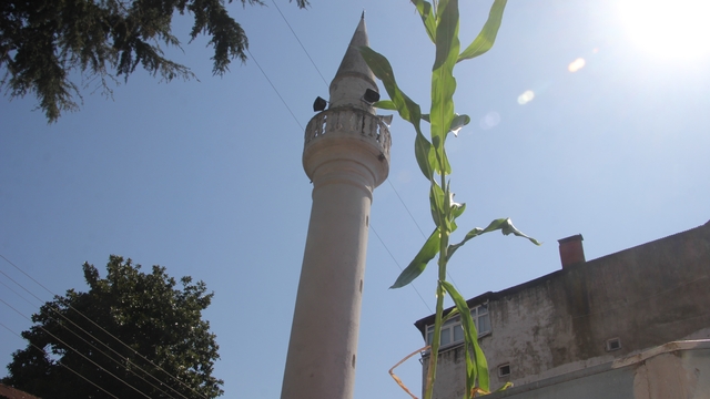 Ordu'da cami çatısında mısır yetişti
Çatının yağmur oluğunda yetişen mısır hayrete düşürdü