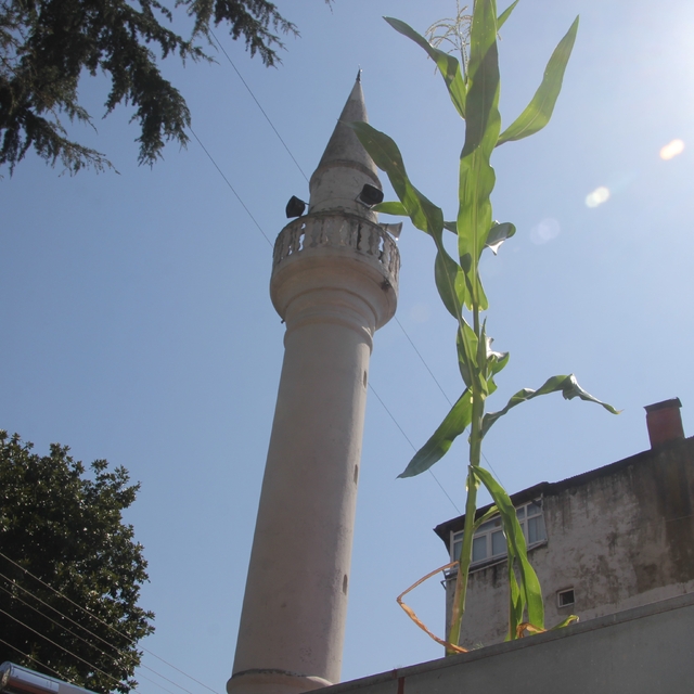 Ordu'da cami çatısında mısır yetişti
Çatının yağmur oluğunda yetişen mısır...