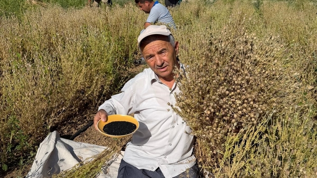 Develi'de çörek otu hasadına başlandı