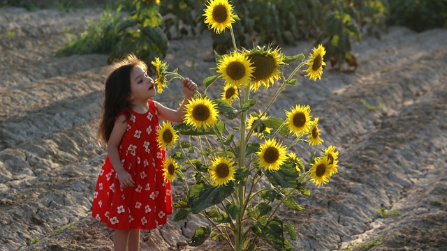 Ayçiçeği tarlaları fotoğrafçıların yeni gözdesi oldu