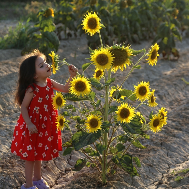Ayçiçeği tarlaları fotoğrafçıların yeni gözdesi oldu