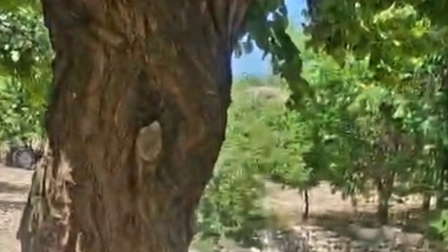 Kayısı ağacındaki oyuk, bal arılarına yuva oldu