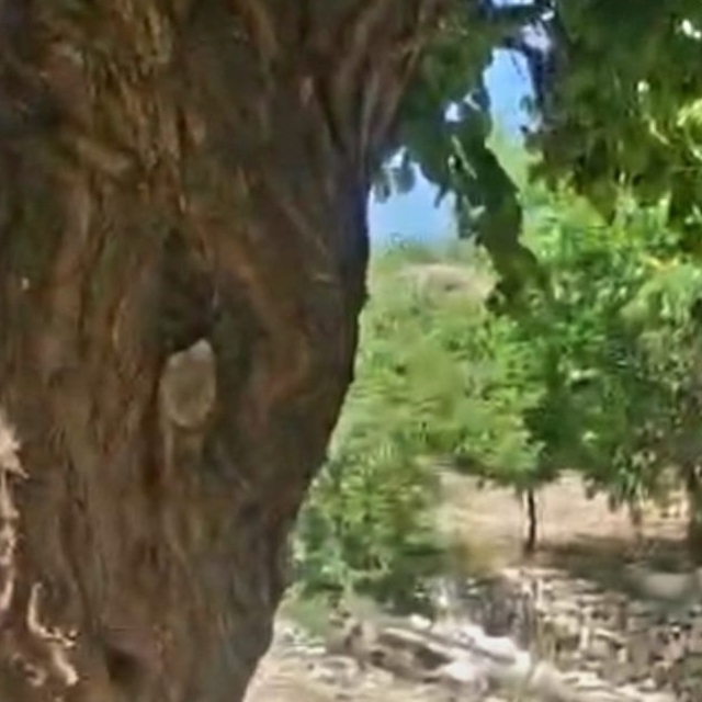 Kayısı ağacındaki oyuk, bal arılarına yuva oldu