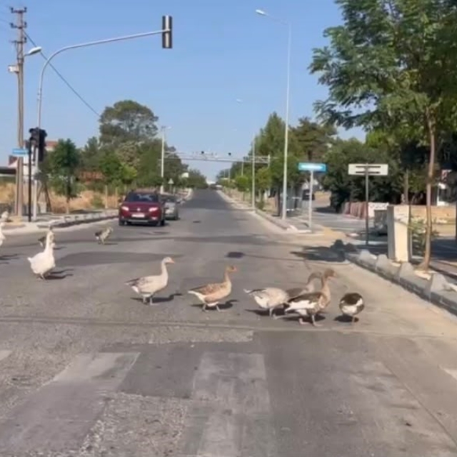 Sürücüleri gülümseten anlar: Kazlar trafiği durdurdu