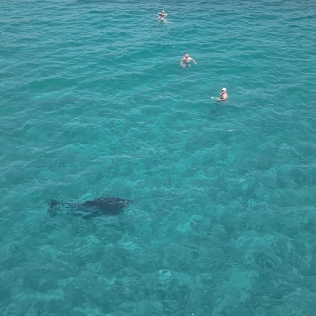Alanya'da kıyıya yaklaşan yunus turistlerle yüzdü