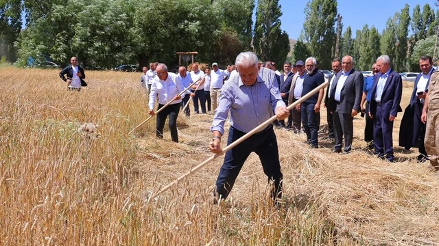 Binali Yıldırım, geleneksel 'Harman Şenliği'nde tırpanla ekin biçti