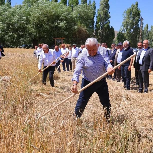Binali Yıldırım, geleneksel 'Harman Şenliği'nde tırpanla ekin biçti