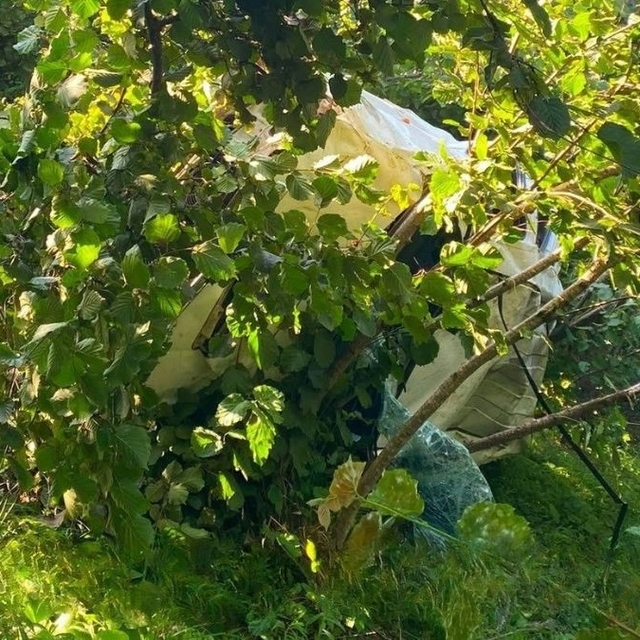 Giresun'da kamyonet fındık bahçesine devrildi: 1 ölü