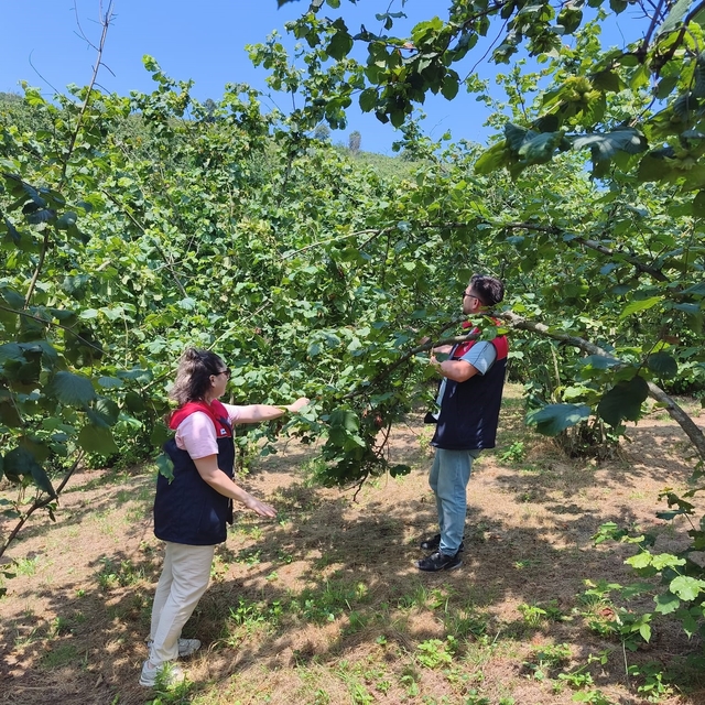 Düzce'de 2026 yılı fındık hasat tarihleri belirlendi