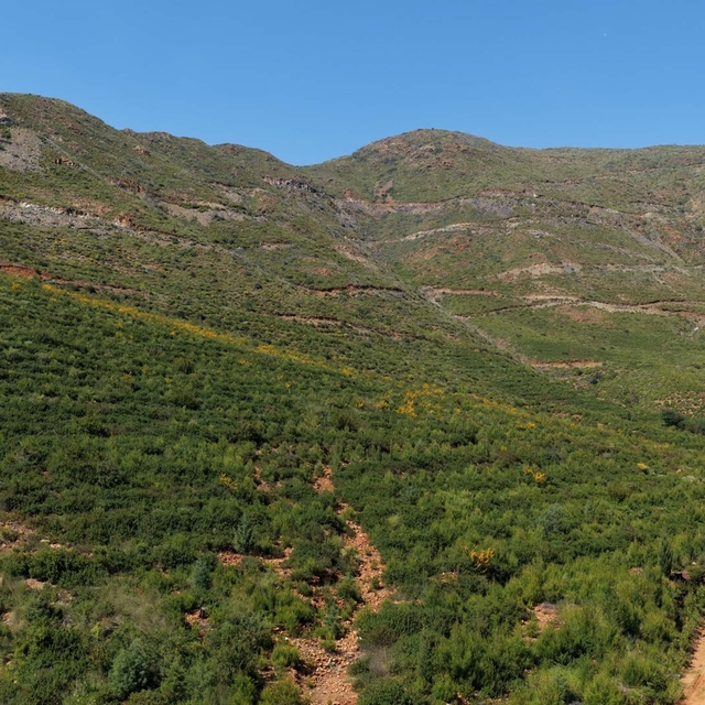 Muğla'da büyük yangınların 5'inci yılında yanan alanlar yeşil örtüye kavuşt...