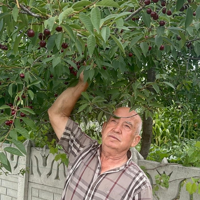 Stokların azlığı ve yüksek aroma tercihi Sultandağı vişnesini değerli yaptı...