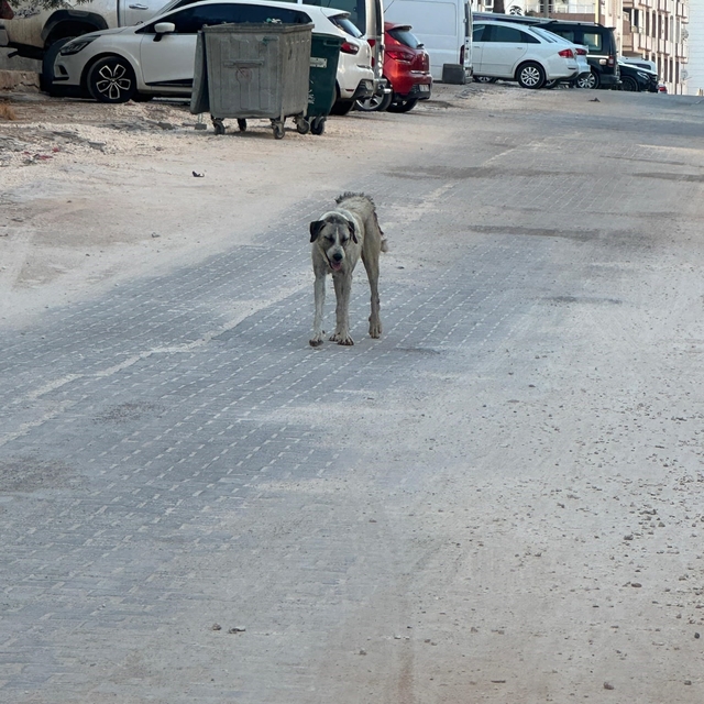 Halfeti'de sahipsiz köpeğin saldırdığı çocuk yaralandı