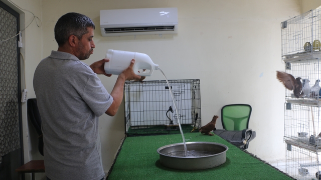 Diyarbakır'ın kavurucu sıcağında binlerce liralık güvercinlere "klimalı" ve "havuzlu" konfor