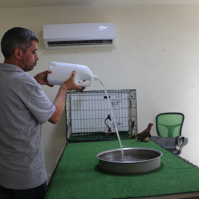 Diyarbakır'ın kavurucu sıcağında binlerce liralık güvercinlere "klimalı" ve...