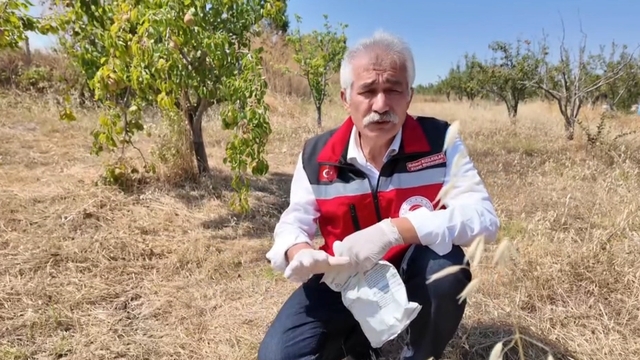 Tekirdağ'da çiftçiye tarla faresine karşı zamanında mücadele çağrısı