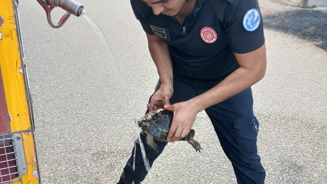 Tepebaşı'ndaki orman yangınında yanmak üzere olan kaplumbağa kurtarıldı