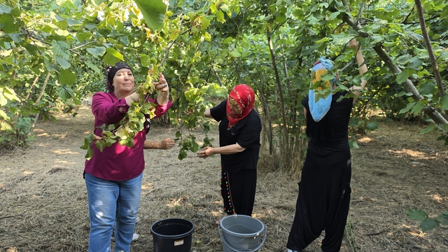 Düzce'nin ovalarında kadınların imece usulü fındık mesaisi başladı