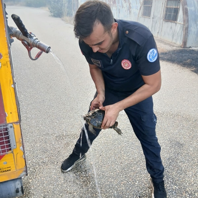 Tepebaşı'ndaki orman yangınında yanmak üzere olan kaplumbağa kurtarıldı