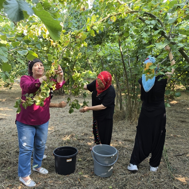 Düzce'nin ovalarında kadınların imece usulü fındık mesaisi başladı