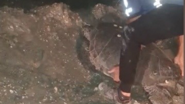 Yolunu şaşıran caretta carettayı kucağına alıp denize kavuşturdu