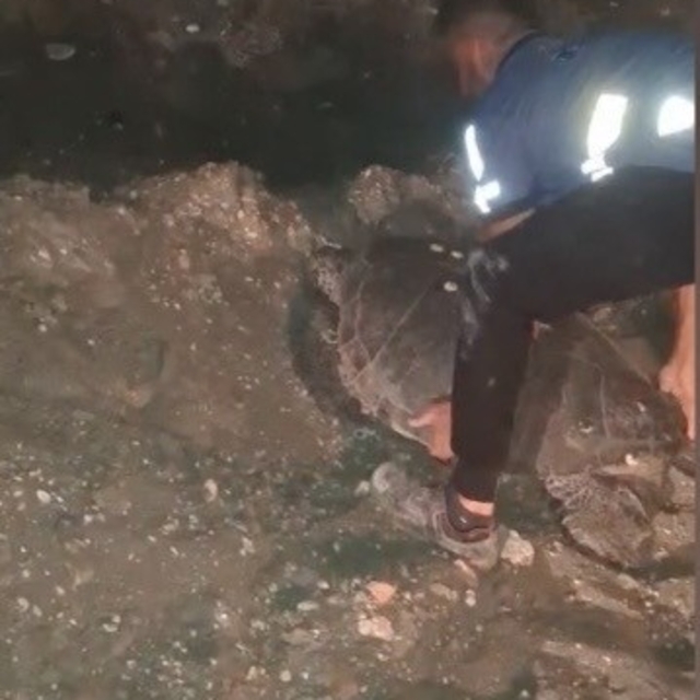 Yolunu şaşıran caretta carettayı kucağına alıp denize kavuşturdu
