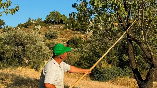 Datça'da badem hasadı başladı